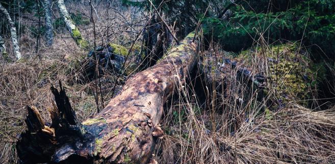 W nadleśnictwie Hajnówka planowane jest w tym roku posadzenie 200 tys. drzew na obszarze ok. 26,5 ha
