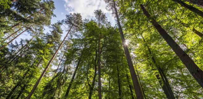 Lasy Państwowe: 500 zł mandatu za złamanie zakazu wstępu do lasu ...