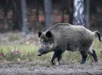 Naukowcy do premiera: Masowy odstrzał dzika nie zatrzyma ekspansji wirusa ASF, za to niesie ryzyko trudnych do przewidzenia skutków przyrodniczych